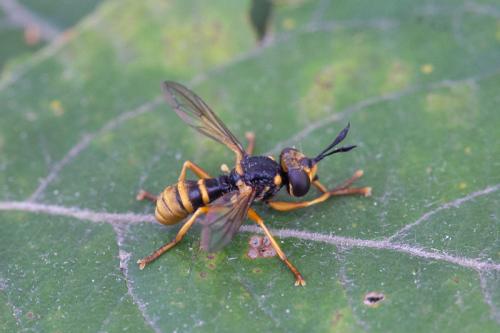 Leopoldius sp.